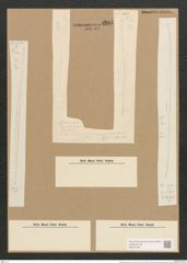 Nitzschia levissima Grun. (de-Toni-Nr.: Genus 47, Species 2105) Zeichnungen Sammlung Grunow Nr. 4207 (NHMW-BOT-W0372129)